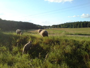 Więcborskie hale a na nich owce pasą się. foto Tomasz Bracka 