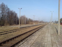 Stacja PKP Więcbork, z lewej na 3 torach las olchowy. 21.02.2015r. foto Tomasz Bracka