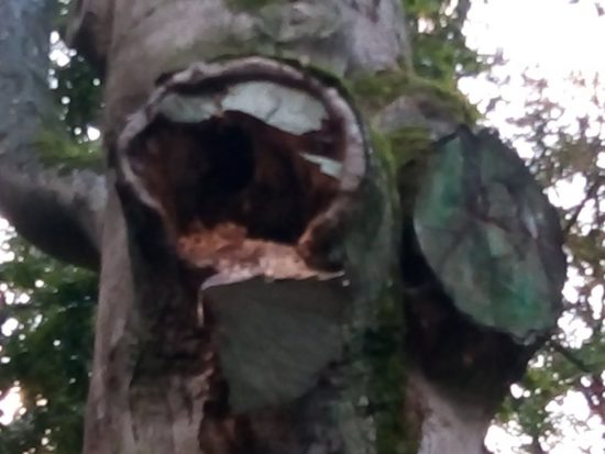  Najstarsze drzewo w Więcborku 600 letni buk pomnik przyrody umiera w lasku miejskim za sprawą bezczynności władz miejskich - Tomasz Roman Bracka
