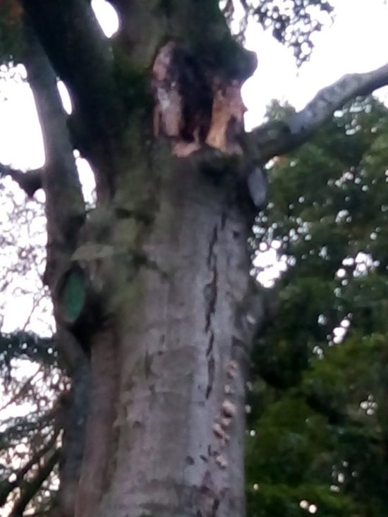 Najstarsze drzewo w Więcborku 600 letni buk pomnik przyrody umiera w lasku miejskim za sprawą bezczynności władz miejskich - Tomasz Roman Bracka